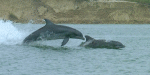 Dolphins of Corpus Christi (2003)